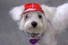 white bichon