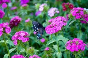 butterfly on bright purple flowers