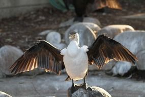 Cormorant with wide open wings stands on stone