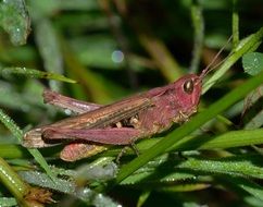 brown grasshopper sitting on a green plant