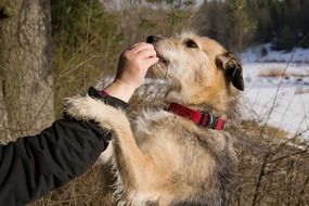 person feeding Dog from hand in Winter forest