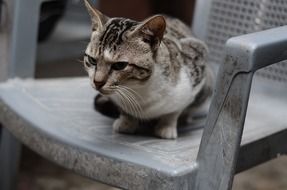 domestic cat on the chair