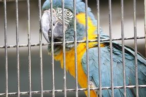 Japanese parakeet