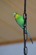 perched green budgie