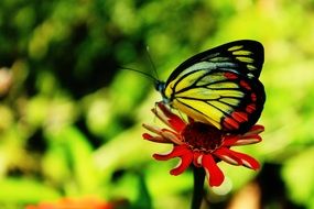 bright colorful butterfly on a pointed flower