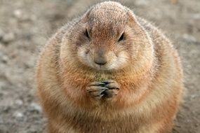 rodent keeps food in its paws