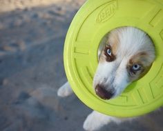 cute puppy in the summer outdoors