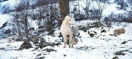 white horse on a winter day