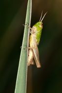 grasshopper on a green leaf of a plant