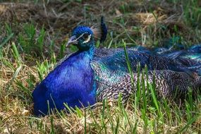 peacock lies on green grass