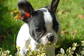 charming Puppy Animal