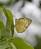 white butterfly on a green plant in Australia