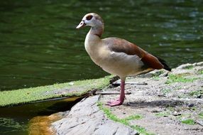 goose stands on the banks of the river