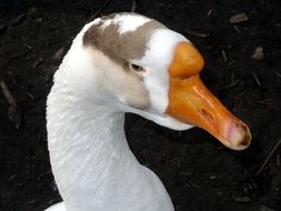 goose head close-up