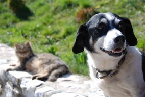 Dog head close up and lying Cat at background