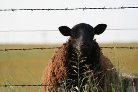 Sheep behind the fence