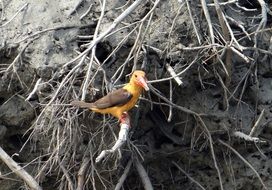 Brown-Winged Kingfisher in İndia