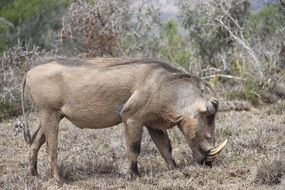 wild warthog on Safari in South Africa