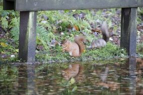 Wild red squirrel in the forest in Scotland