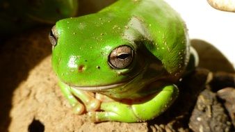 green Frog in Australia