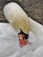 Close-up of the swan