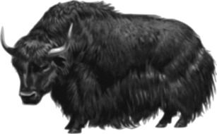 black hairy animal