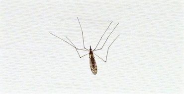 isolated insect with long legs