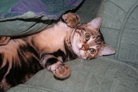 Bengal kitten on the couch