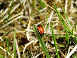beautiful and amazing small Ladybug