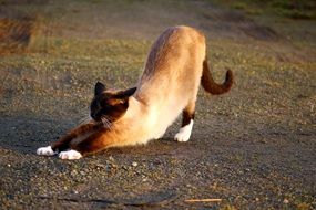 stretching siamese cat