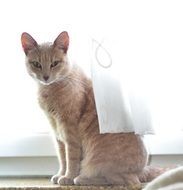 domestic cat sitting on the window near the curtain