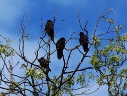 Ravens on the tree