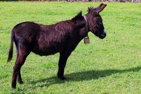 domestic donkey has black color