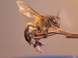 furry insect close up
