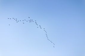 flock of migratory birds in sky