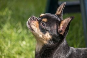 small chihuahua in the grass