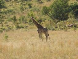 tall giraffe live in Africa