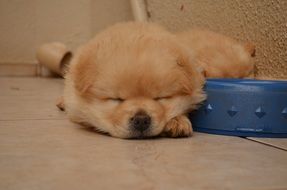 sleepy chowchow puppy