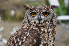 portrait of a bown owl