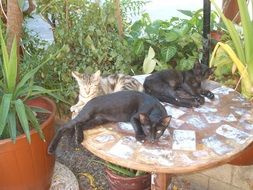 three cats are resting on the table