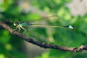 slim dragonfly on a branch