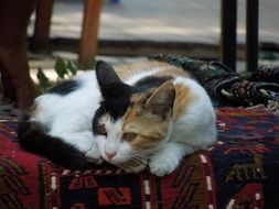 Resting kitty in Istanbul