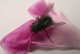 fly in the flower petal