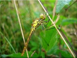 green Dragonfly in Meadow close-up