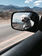 view of the cute white dog in the car window in the mirror with beautiful mountains on background