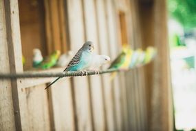 Blue, green and yellow canaries