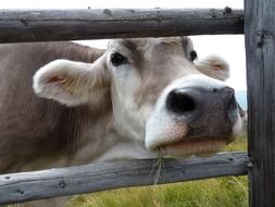 Cow in South Tyrol