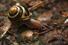 Snail with Shell crawling Slowly