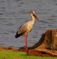 asian openbill near the water