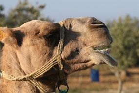 head of a camel on the background of nature close-up